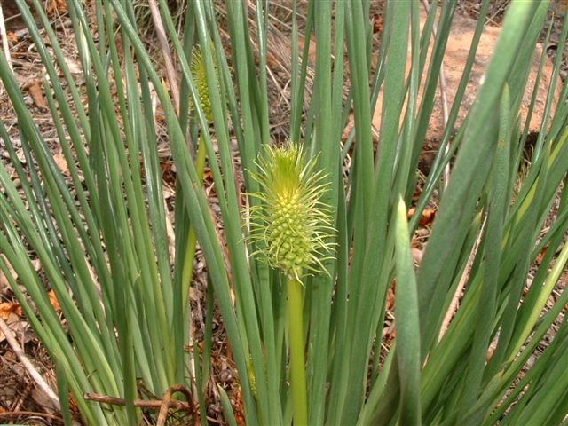 Bulbine angustifolia : Photographed in the Waterberg by Ricky Mauer
